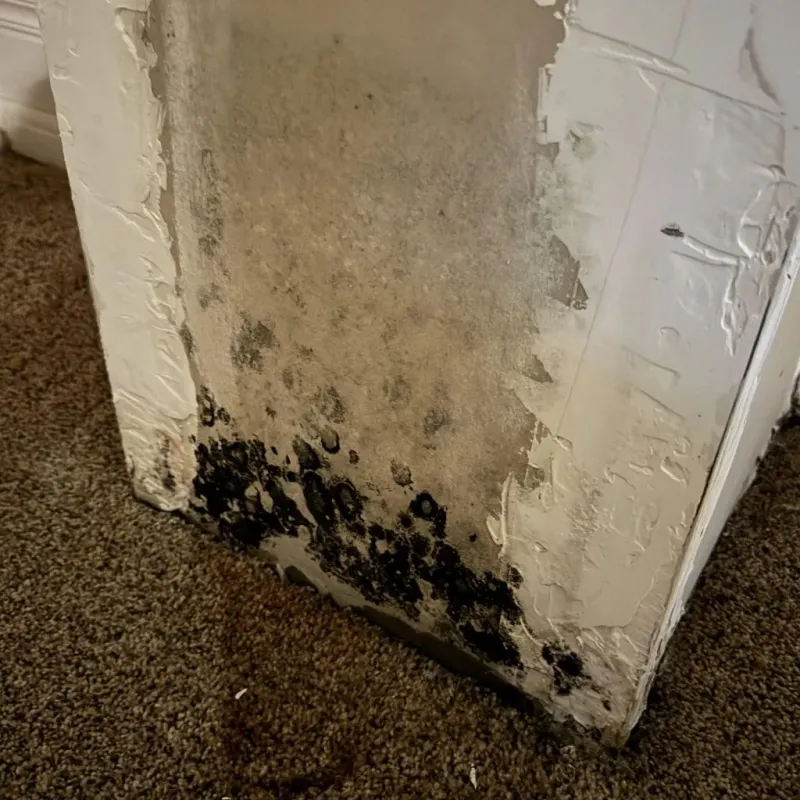 Professional Mold Removal in Marshall, IL